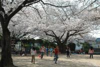 瑞穂公園の桜の写真