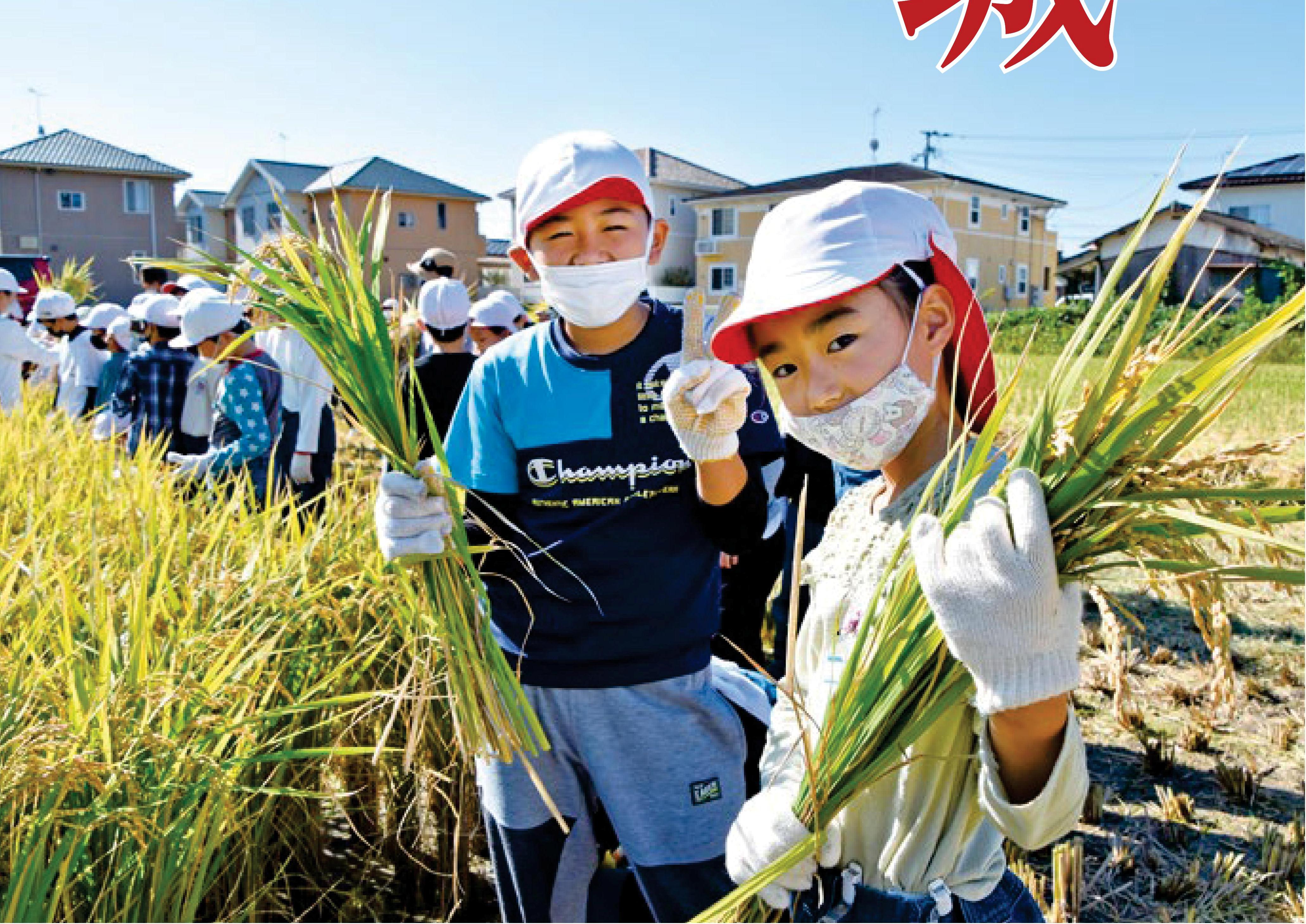 稲刈り