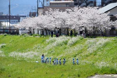 4.15桜