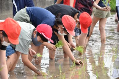 7.15どろんこになったよ！田植え体験！