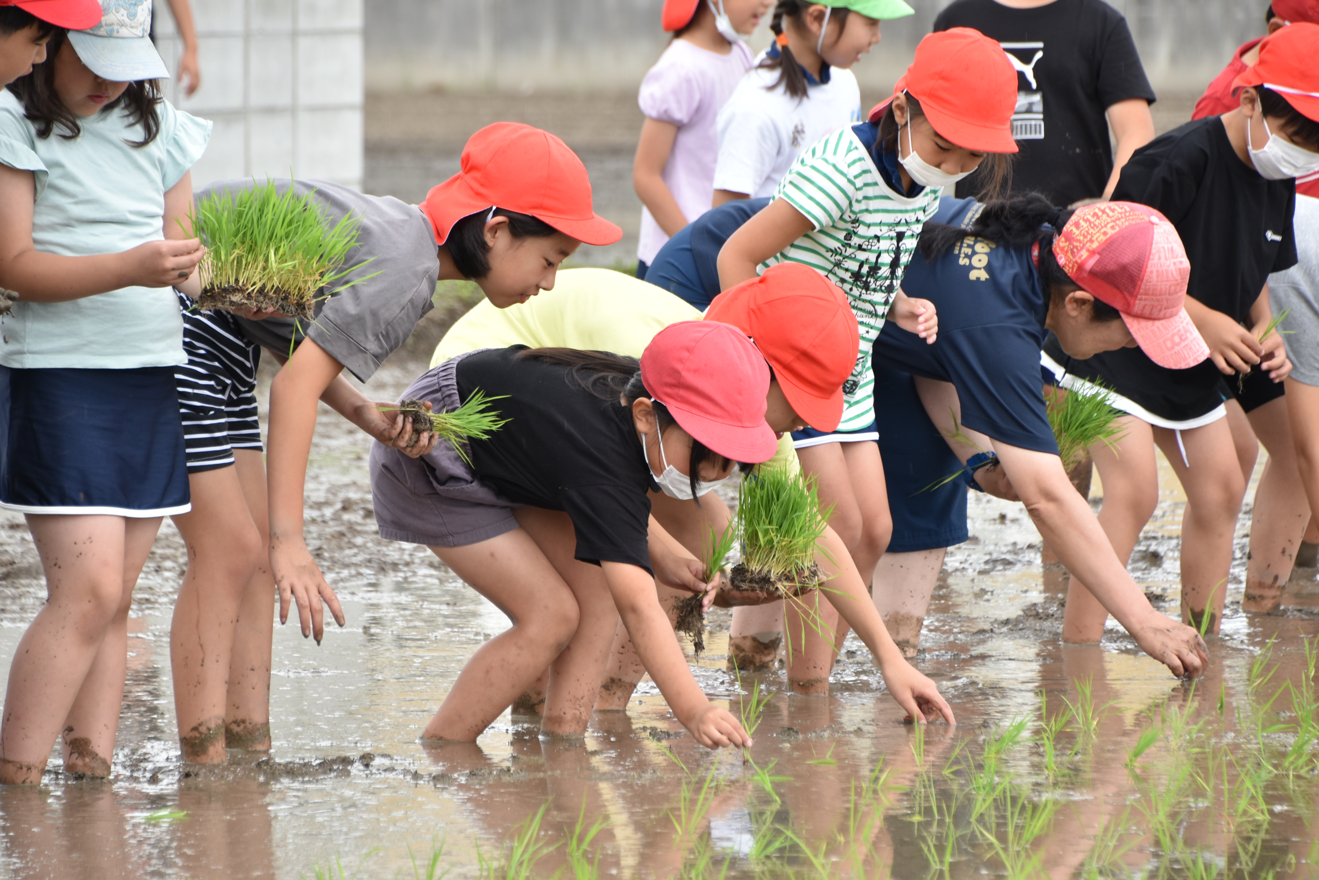 御笠の森小学校　田植え