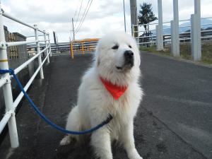 犬