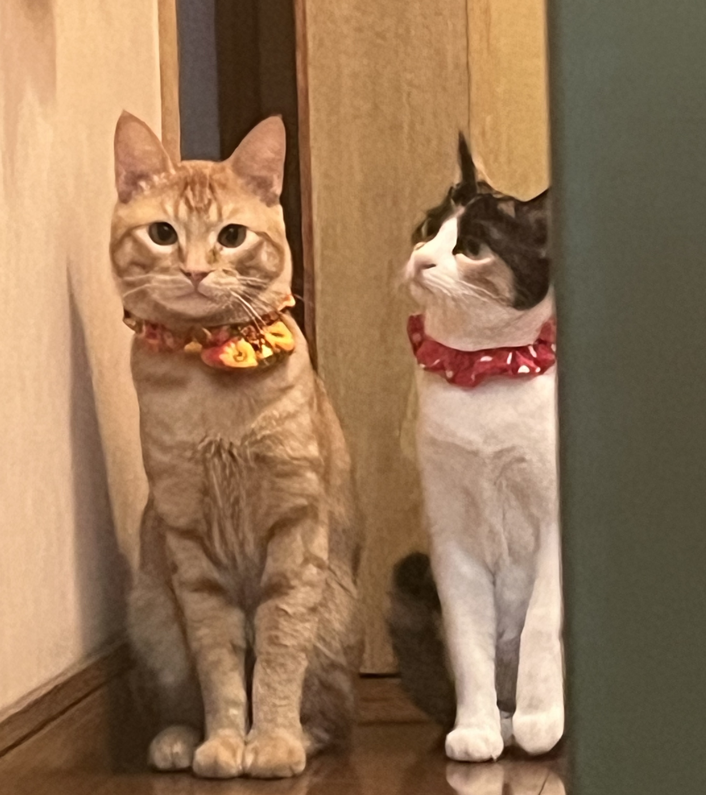 飼い猫は室内で飼いましょう2