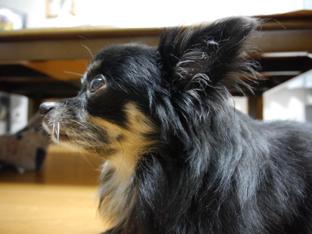 犬の写真